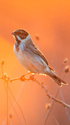 Bird Wallpaper 4K screenshot 12