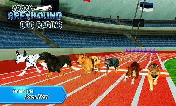 Crazy Greyhound Dog Racing screenshot 6