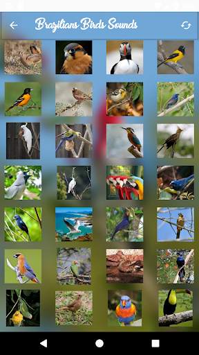 Brazilian's birds sounds screenshot 5