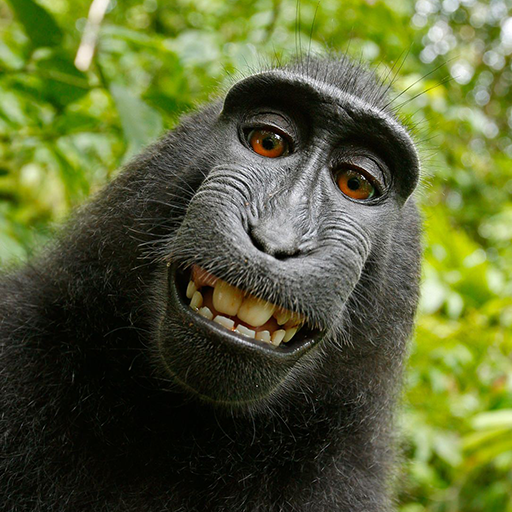 Sweet Monkey Wallpapers आइकन