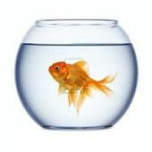 Fishbowl - The Group Game icon