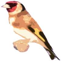 Free Singing goldfinches logo