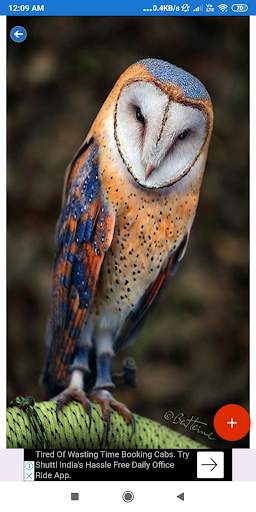 Owl Wallpaper: HD images, Free Pics download screenshot 8
