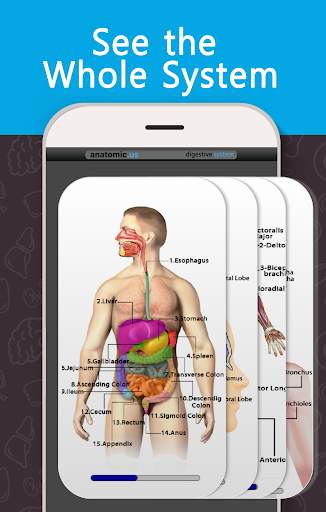 Anatomy Game Anatomicus Lite screenshot 3