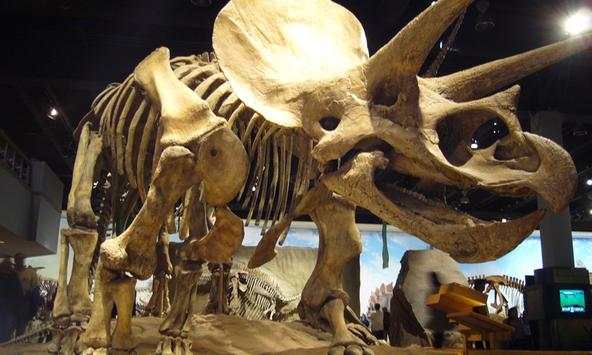 Dinosaur Skeleton Wallpapers screenshot 2