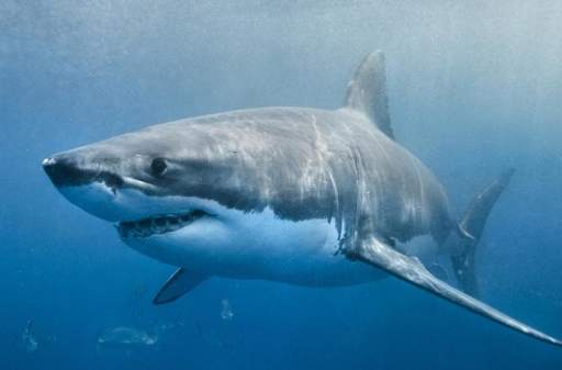 Shark Wallpaper Live screenshot 2