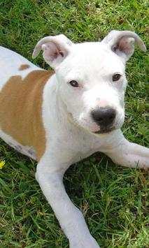 Pitbull wallpapers screenshot 4