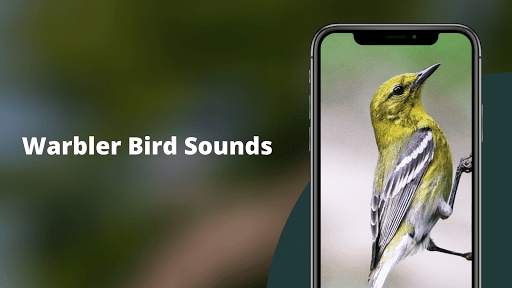 Warbler Bird Sounds screenshot 1