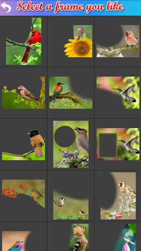 Bird Frame Collage screenshot 2