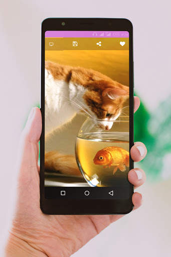 Cute Cats Wallpaper screenshot 4