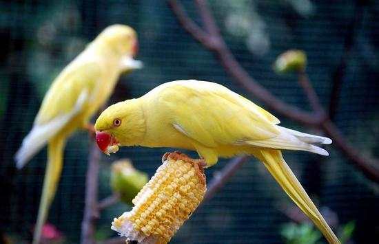 Parrot Bird HD Wallpaper screenshot 7