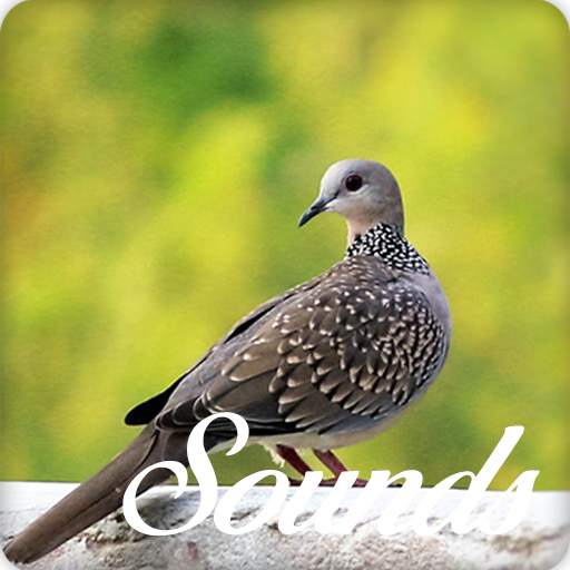 Spotted Dove Bird Sounds and Ringtone 4.0.0