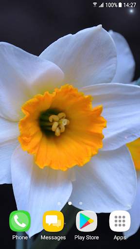 Beautiful Spring Flowers Live Wallpaper screenshot 6