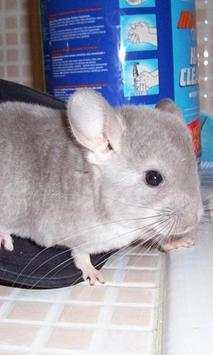 Chinchilla Wallpapers screenshot 5
