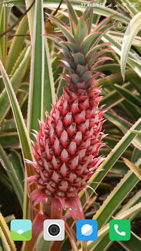 Pineapple Wallpaper screenshot 13