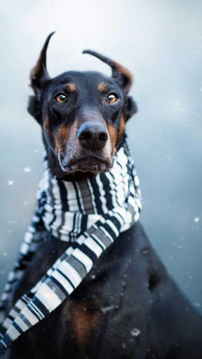 Doberman Wallpaper: backgrounds hd screenshot 7