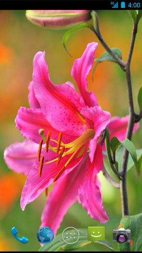 Lily Wallpapers screenshot 2
