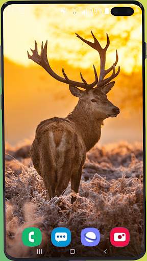 Deer Wallpaper HD screenshot 2