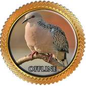 Suara Burung Tekukur Pikat on 9Apps