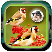Birds HD Photo Frames and Live Wallpapers 1.10