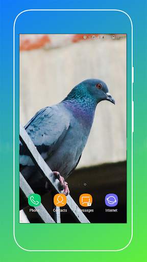 Pigeon Wallpaper screenshot 10
