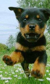 Rottweiler wallpapers screenshot 3