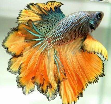 Betta Fish 3D screenshot 7
