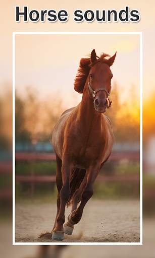 Horse Sounds and Ringtones screenshot 3