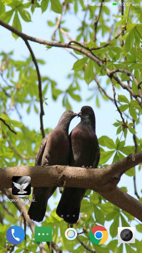 Pigeon HD Wallpaper screenshot 7