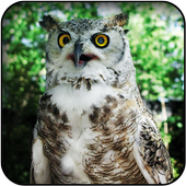 Owl Wallpapers icon