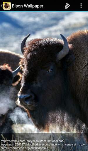 Bison Wallpaper screenshot 4