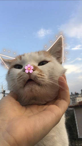 Cute cats beautiful Wallpaper screenshot 6
