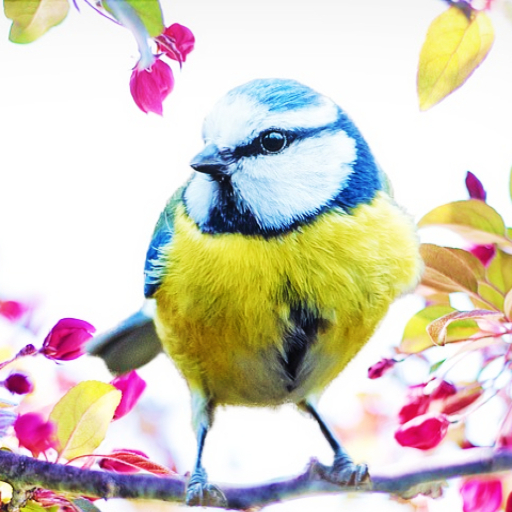 Bird Wallpaper icon