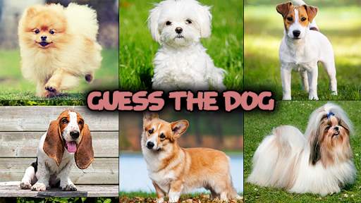 Dog quiz game screenshot 3