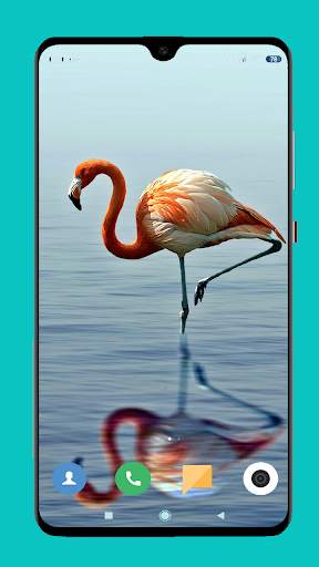 Flamingo wallpaper 4K screenshot 13