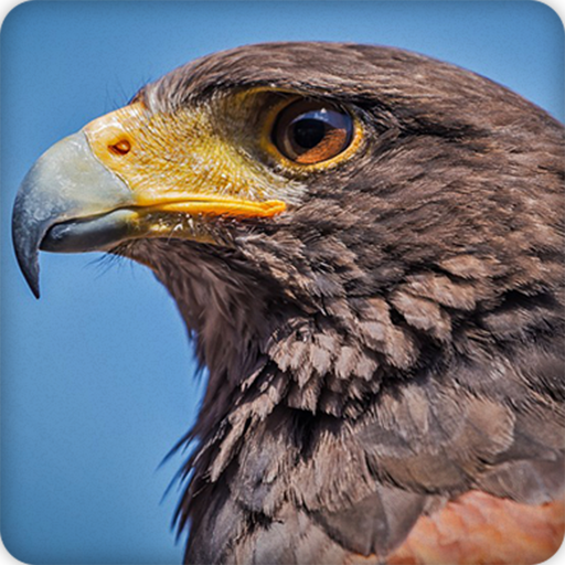 Hawk Sounds Ringtone icon