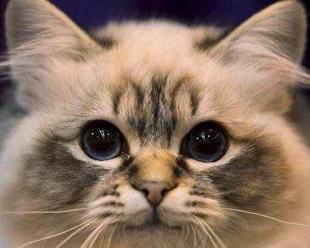 Cute Cat Photo Jigsaw Puzzles screenshot 4