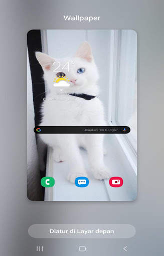 Kucing anggora wallpaper screenshot 4