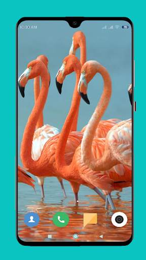 Flamingo wallpaper 4K screenshot 3