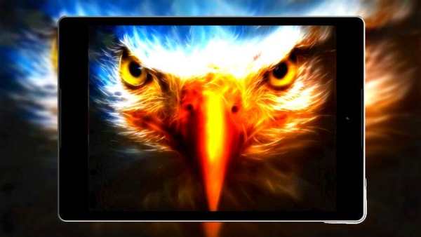 Eagle Wallpaper HD screenshot 14