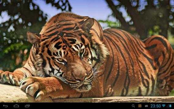 Tiger Live Wallpaper screenshot 4