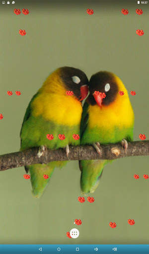Love Birds Live Wallpaper screenshot 13