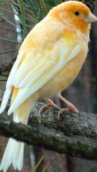 Canary Bird Wallpapers HD screenshot 2