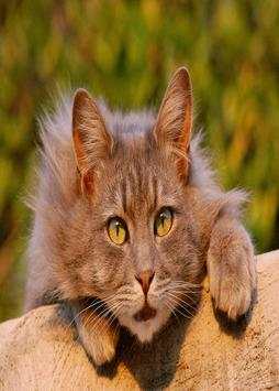Cutecat Live Free Wallpaper screenshot 3