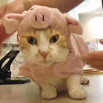 Funny Cats in Costume screenshot 4