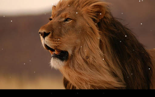 Lion Live Wallpaper screenshot 10