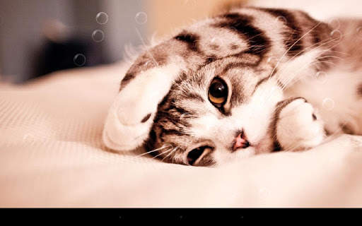 Lazy Cat Live Wallpaper screenshot 5
