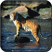 Tiger wallpapers 26