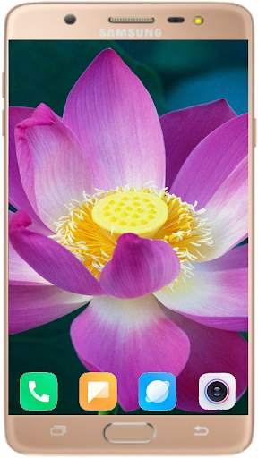 Lotus Wallpaper Best HD screenshot 3