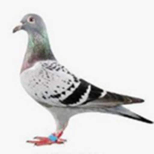 pigeon 1.22